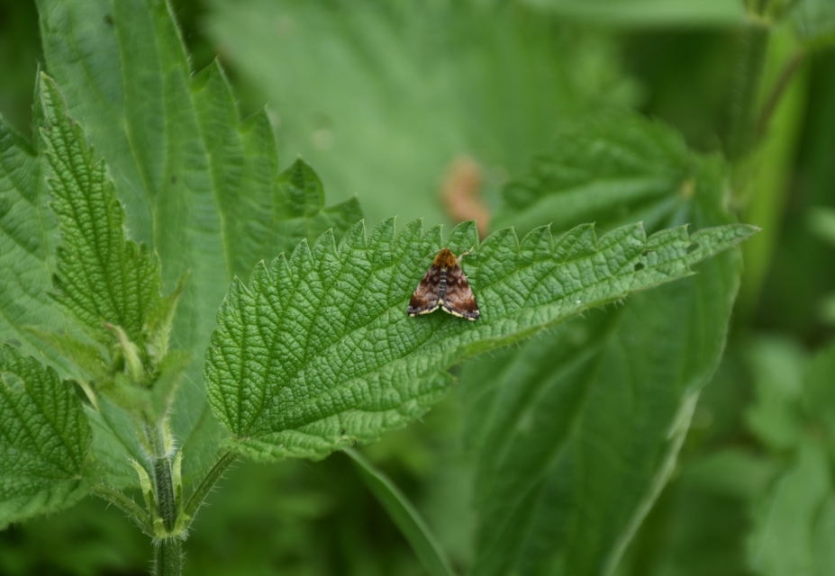 Panemeria tenebrata - apró sárgabagoly