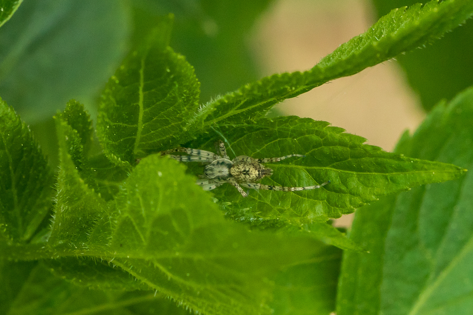 Anyphaena accentuata - jegyespók