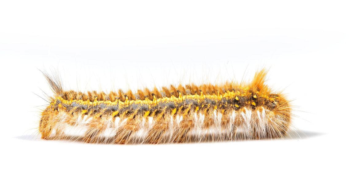 Euthrix potatoria - szomjas pohók