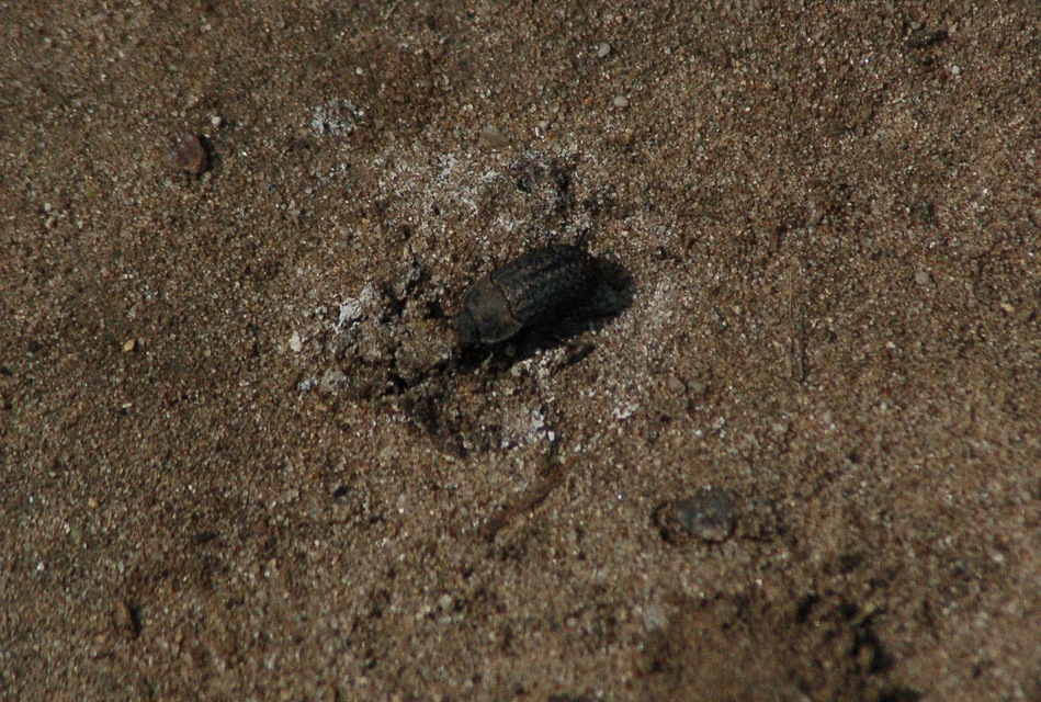 Opatrum sabulosum - sároshátú gyászbogár