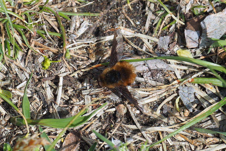 Bombylius major - szegélyes pöszörlégy