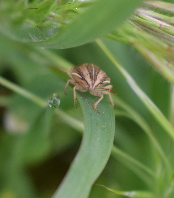 Aelia acuminata - közönséges szipolypoloska Aelia acuminata - közönséges szipolypoloska