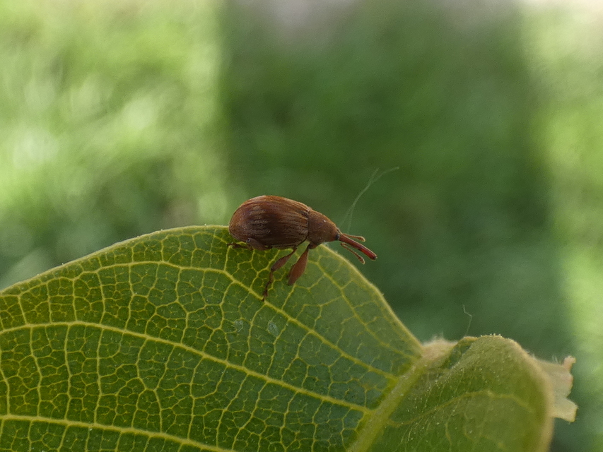 Anthonomus rectirostris - meggymaglikasztó Anthonomus rectirostris - meggymaglikasztó