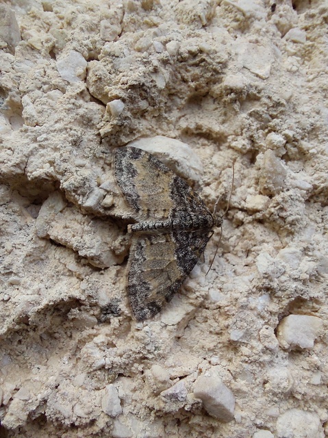 Lobophora halterata - szárnyfüggelékes araszoló