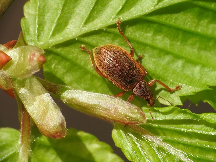 Polydrusus mollis - termetes lombormányos
