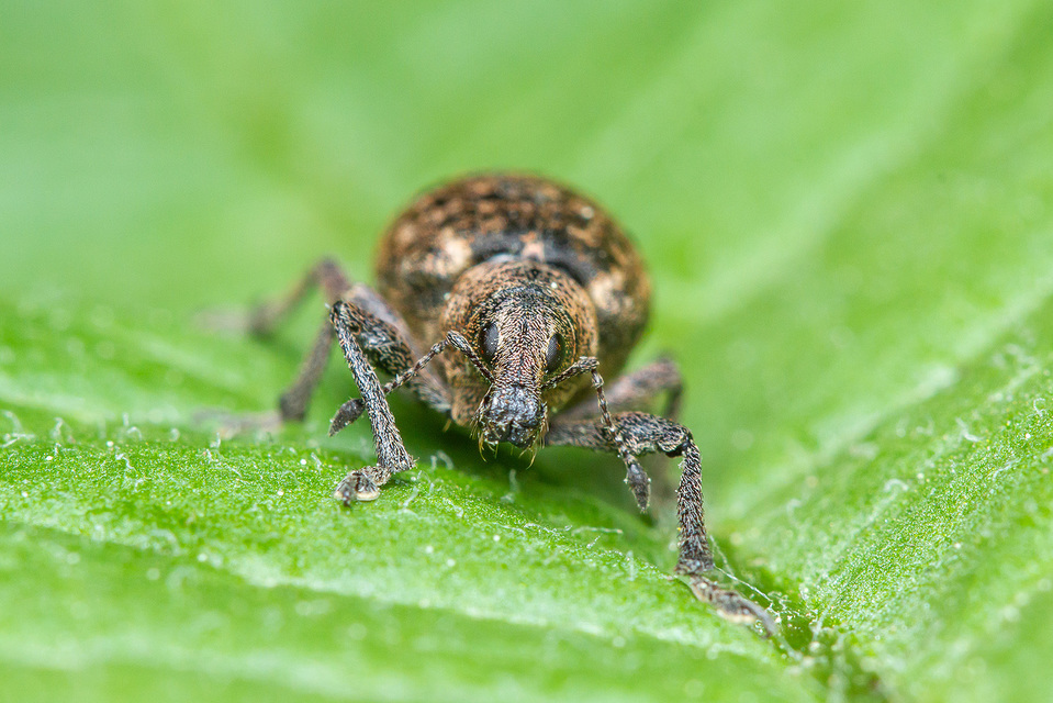 Liophloeus tessulatus - kockás barabolyormányos
