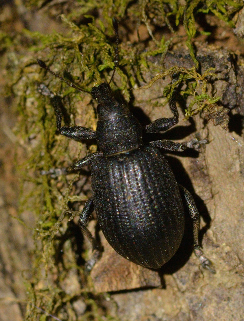 Liophloeus tessulatus - kockás barabolyormányos