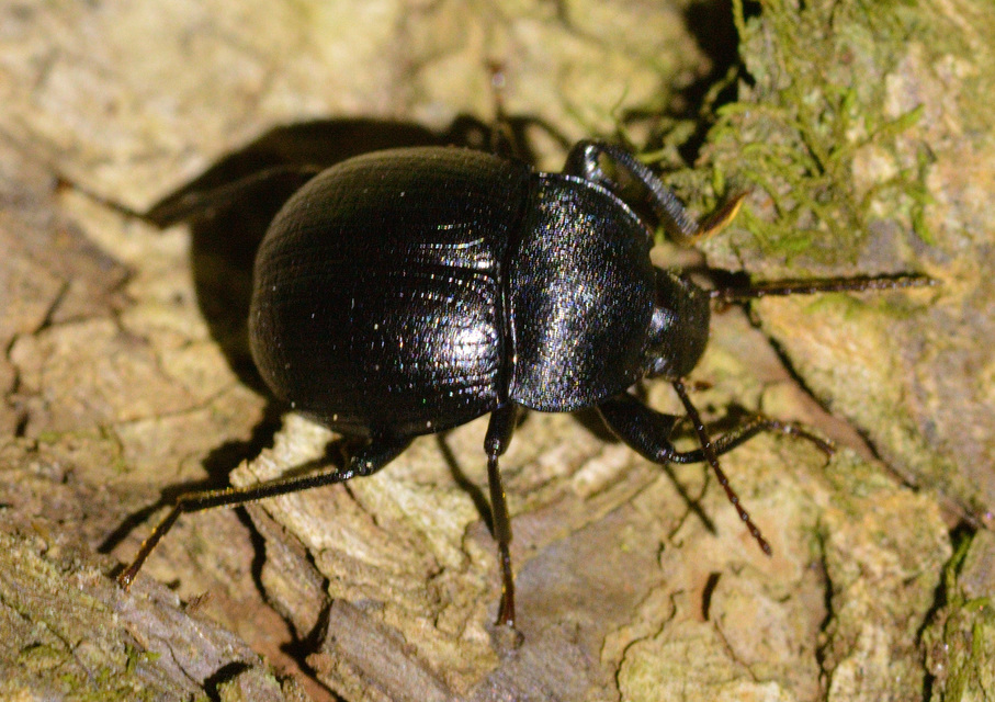 Accanthopus velikensis