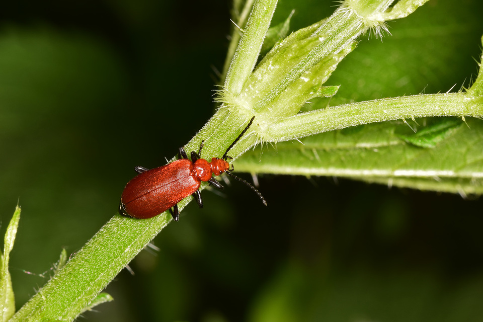 Pyrochroa serraticornis - közép-bíborbogár