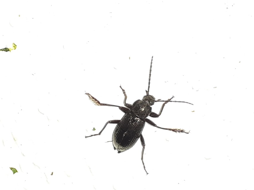 Stenomax aeneus - bronzos gyászbogár
