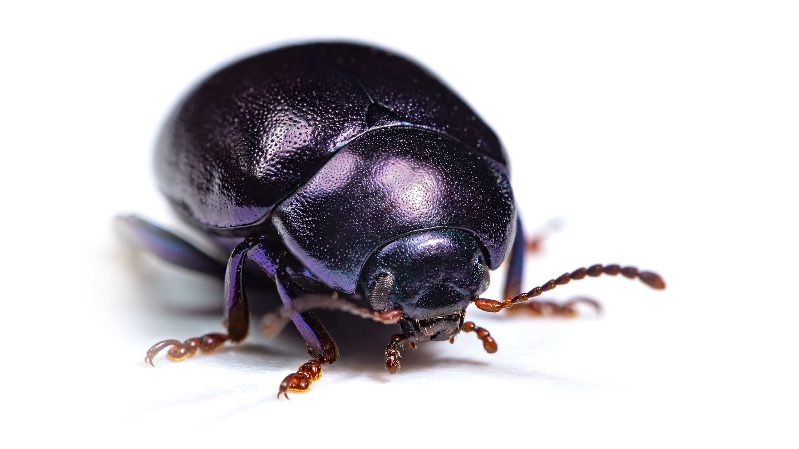 Chrysolina sturmi - vöröslábú levelész