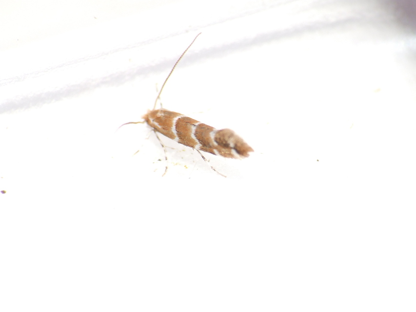 Cameraria ohridella - vadgesztenye-sátorosmoly