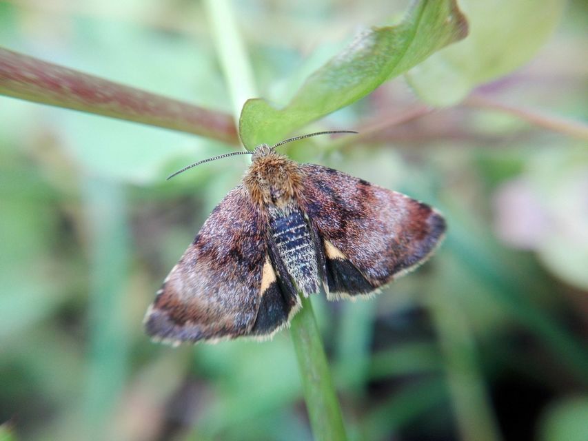 Panemeria tenebrata - apró sárgabagoly