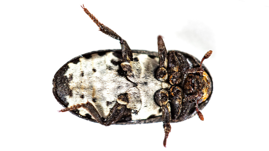 Dermestes laniarius - gyászos porva