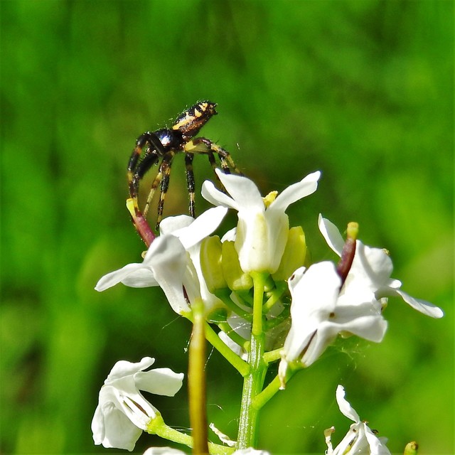 Synema globosum - fekete-sárga karolópók