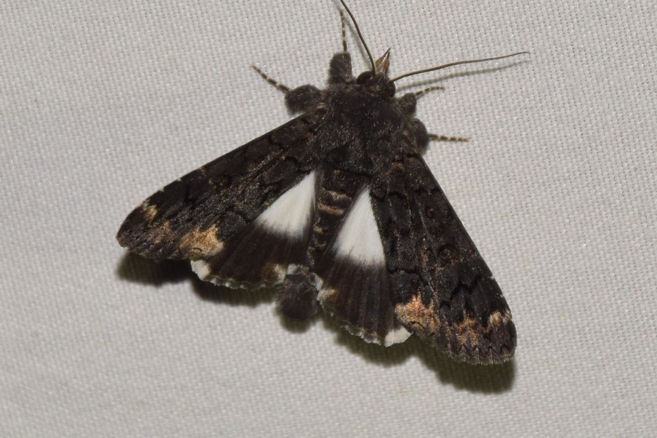 Catephia alchymista - fekete övesbagoly