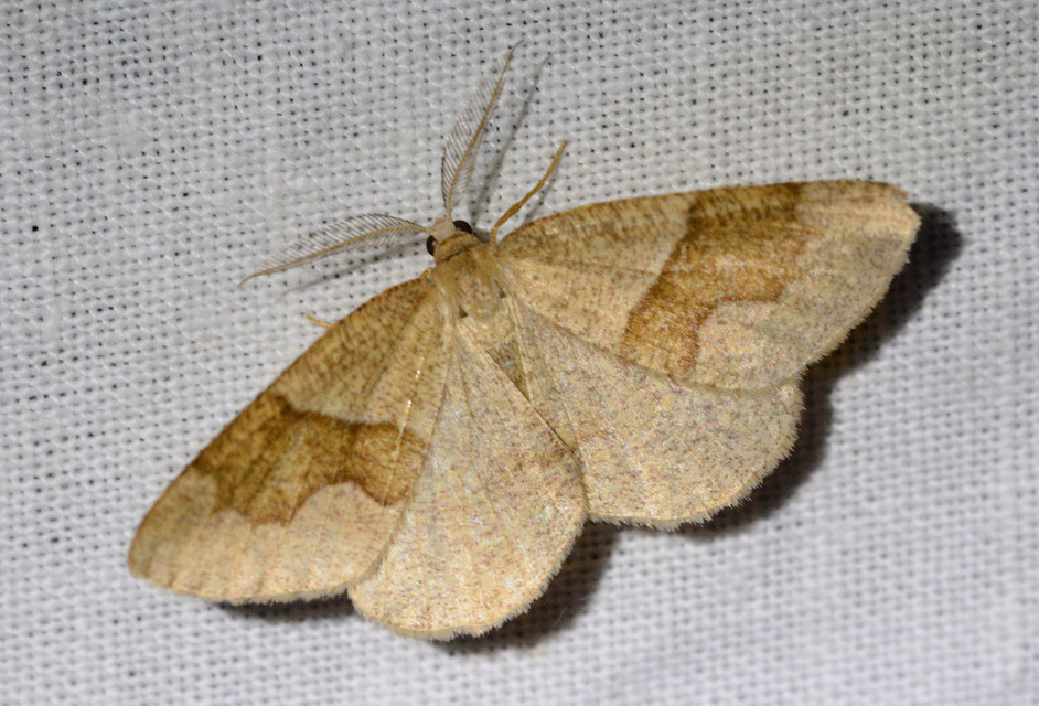 Plagodis pulveraria - szemcsés araszoló
