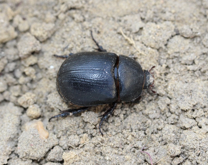 Pentodon idiota - butabogár