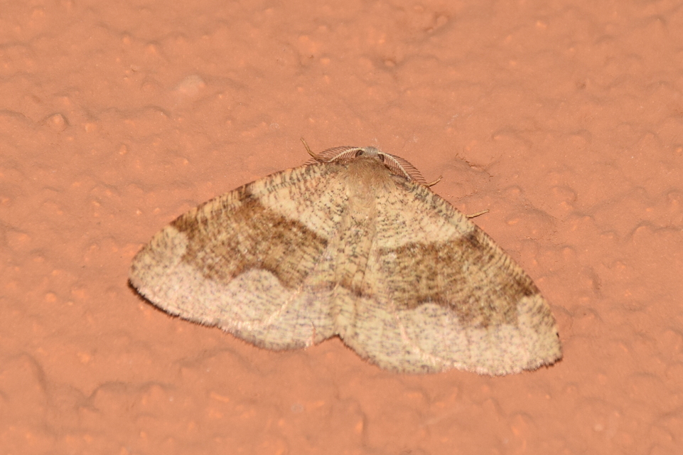 Plagodis pulveraria - szemcsés araszoló