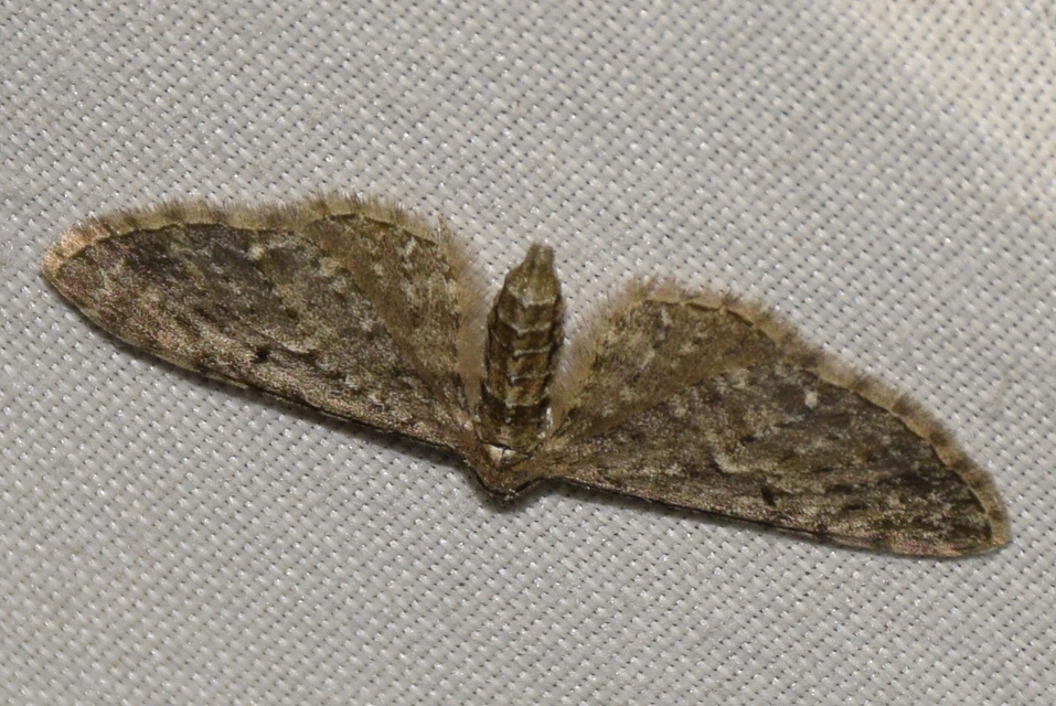 Eupithecia virgaureata - aranyvessző-törpearaszoló