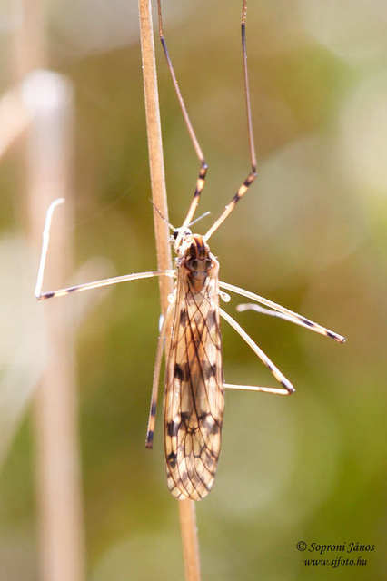 Diptera - Kétszárnyúak