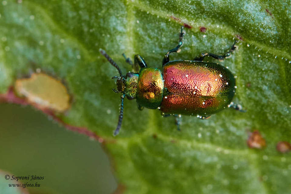 Gastrophysa viridula - sóska-levélbogár Gastrophysa viridula - sóska-levélbogár