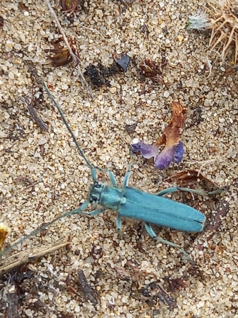 Phytoecia coerulescens - kígyósziszcincér
