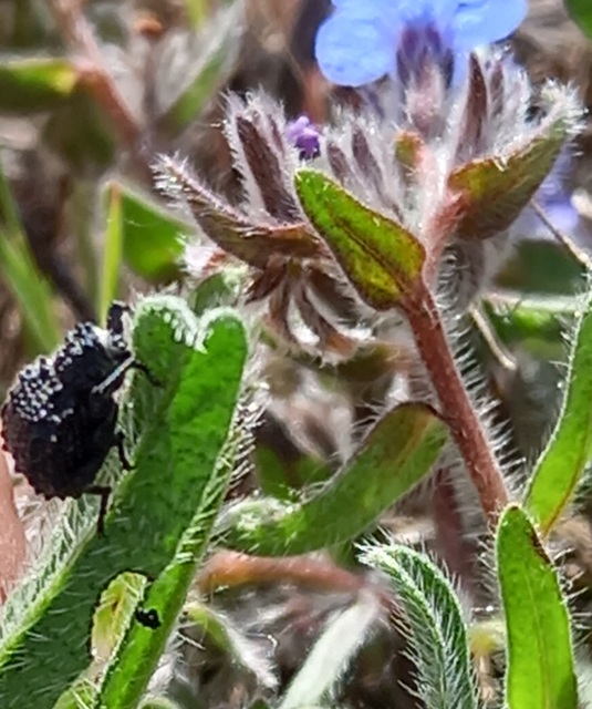 Herpes porcellus - bütyköshátú ormányos