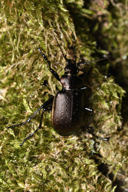 Calosoma inquisitor - kis bábrabló