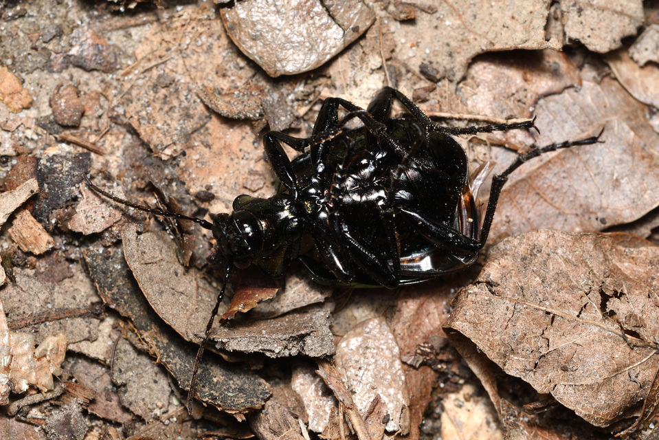 Calosoma inquisitor - kis bábrabló