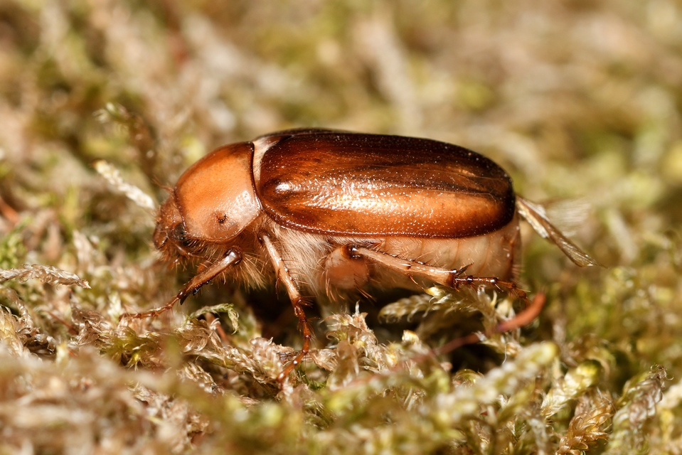 Rhizotrogus aestivus - tavaszvégi cserebogár