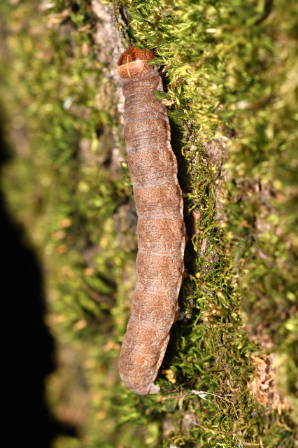 Mesogona acetosellae - madársóskabagoly