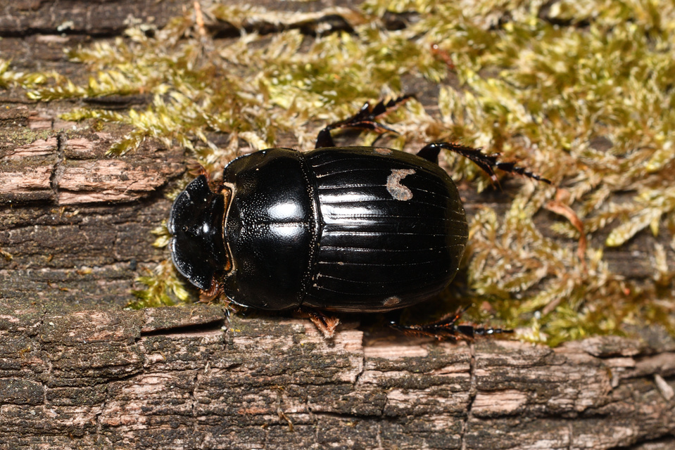 Copris lunaris - közönséges holdszarvú-ganéjtúró