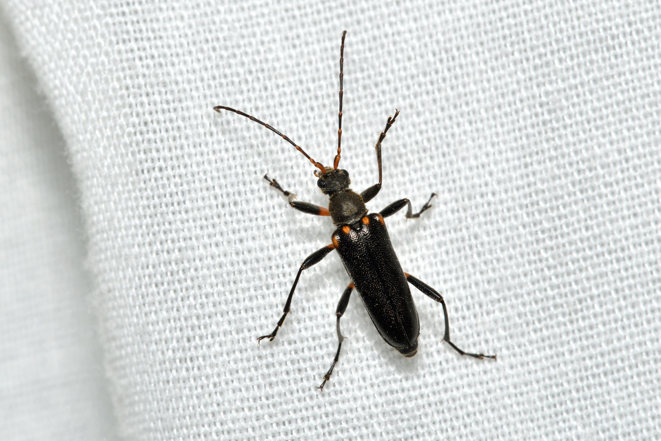 Cortodera humeralis - négyfoltos cserjecincér