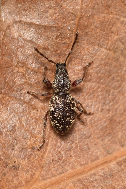 Otiorhynchus fullo - aranypikkelyes gyalogormányos