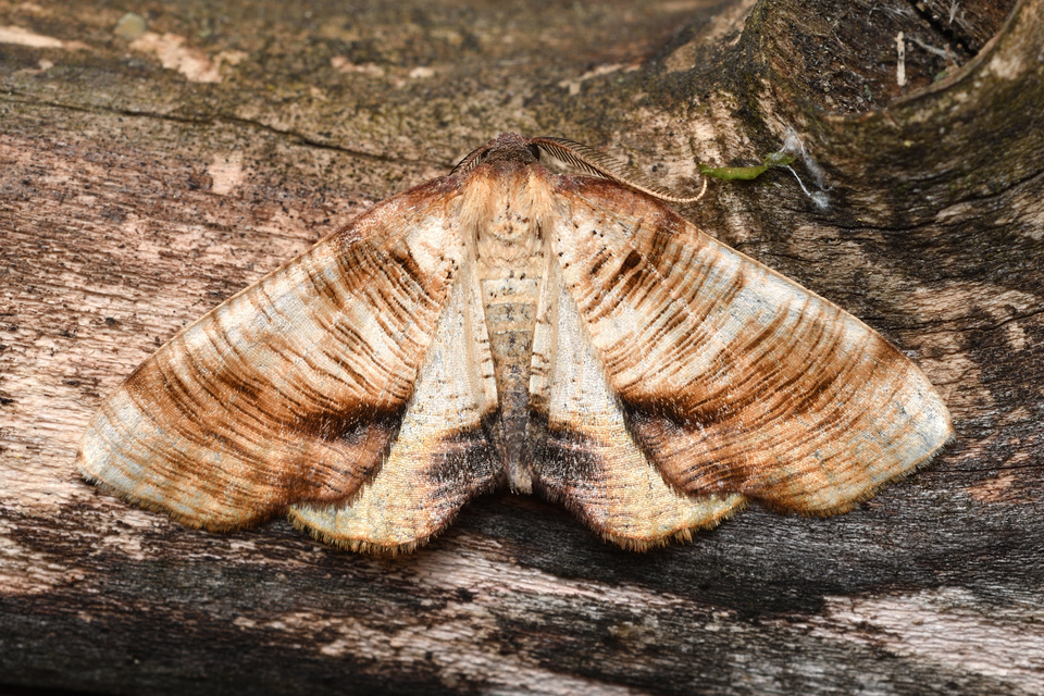 Plagodis dolabraria - baltaszárnyú araszoló