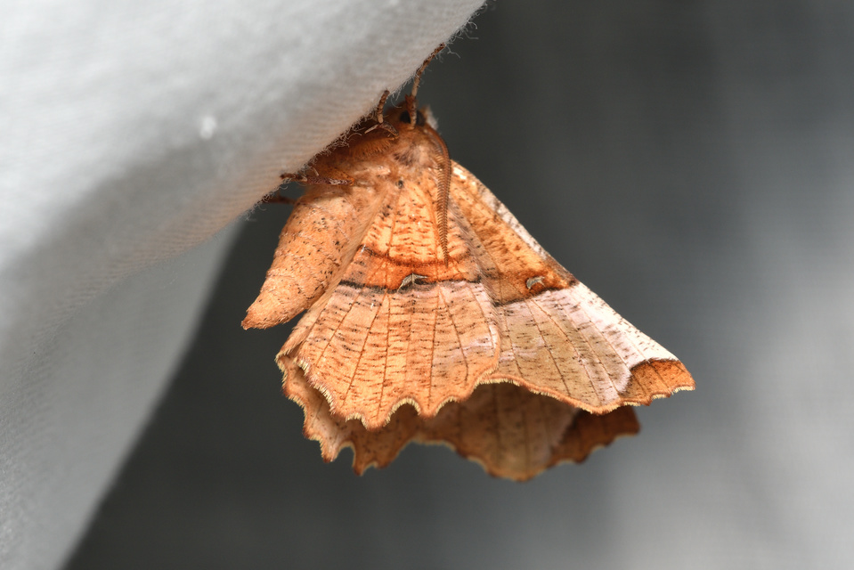 Selenia lunularia - egyfoltos holdasaraszoló
