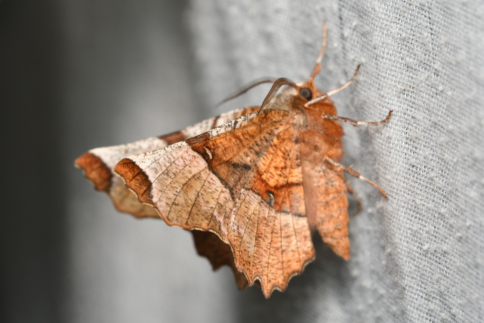Selenia lunularia - egyfoltos holdasaraszoló
