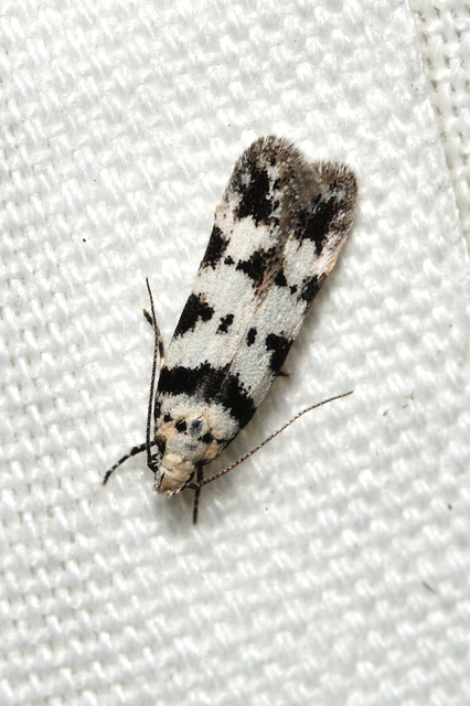 Pseudotelphusa scalella - moharágó sarlósmoly