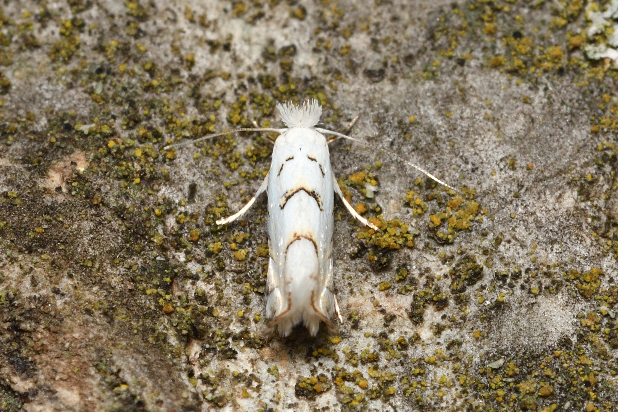 Phyllonorycter abrasella - cseraknázó sátorosmoly
