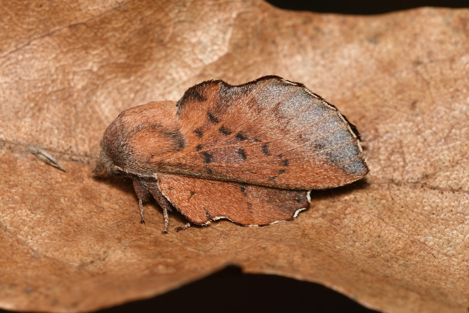 Phyllodesma tremulifolia - nyárlevélpohók