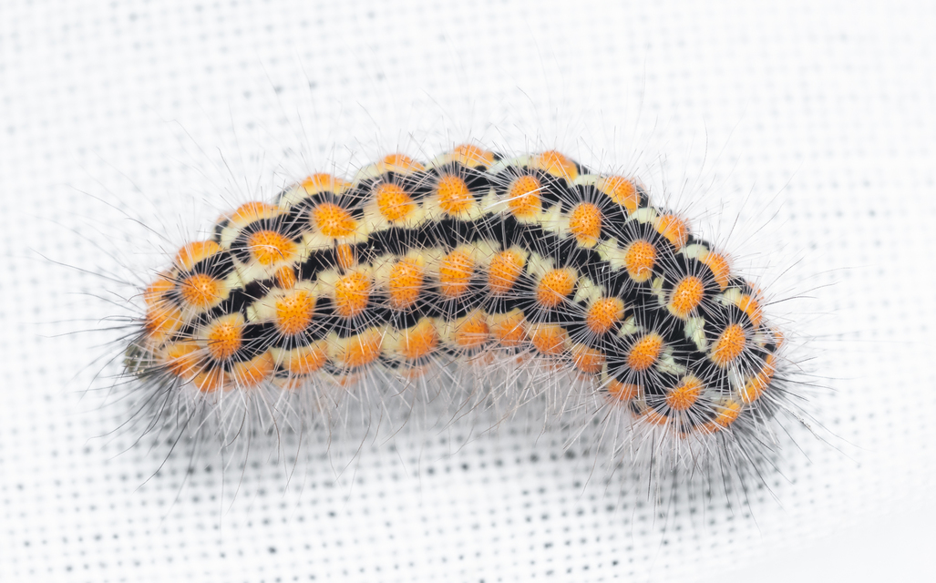 Pentophera morio - réti gyapjaslepke