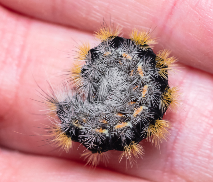 Rhyparia purpurata - bíborszínű medvelepke