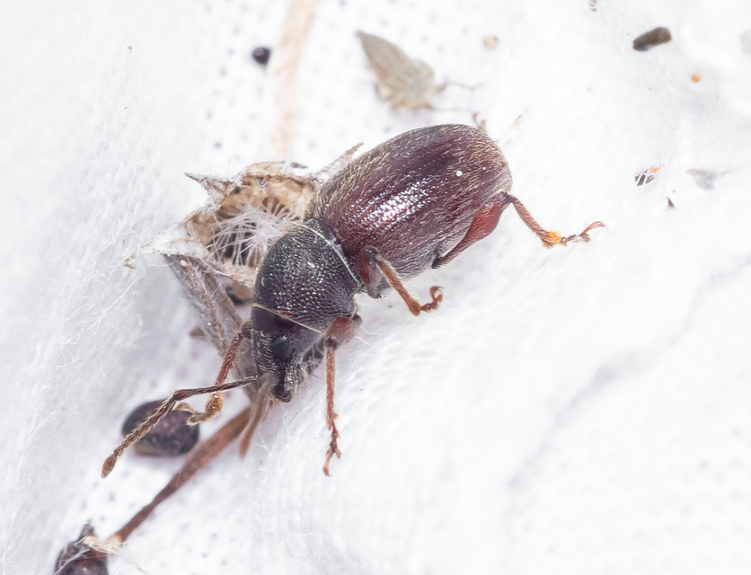 Otiorhynchus velutinus - szőrös gyalogormányos