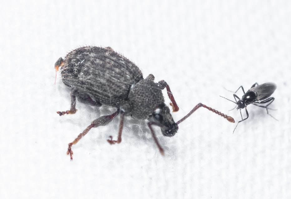 Otiorhynchus hystrix - sörtés gyalogormányos