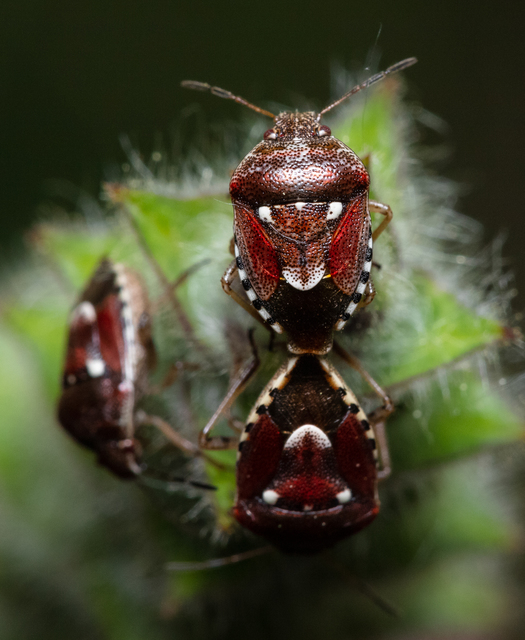 Stagonomus amoenus Stagonomus amoenus