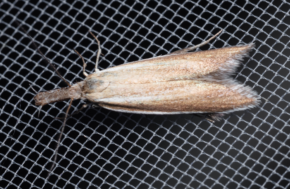 Pleurota