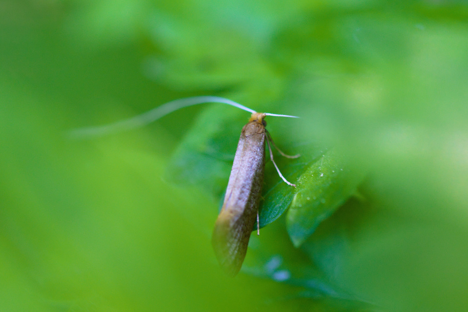 Nematopogon
