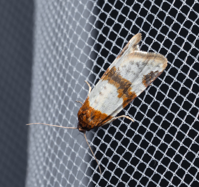 Periclepsis cinctana - galériás sodrómoly