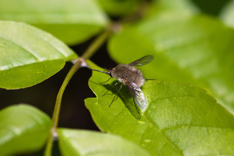 Bombylius cinerascens